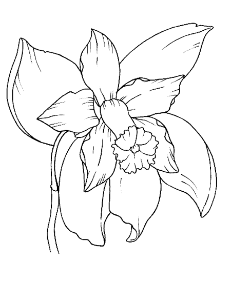 Il senso dell'orchidea
